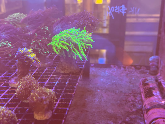 OG 24K HG Torch Coral