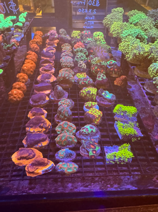 Mixed Pack of LPS Coral