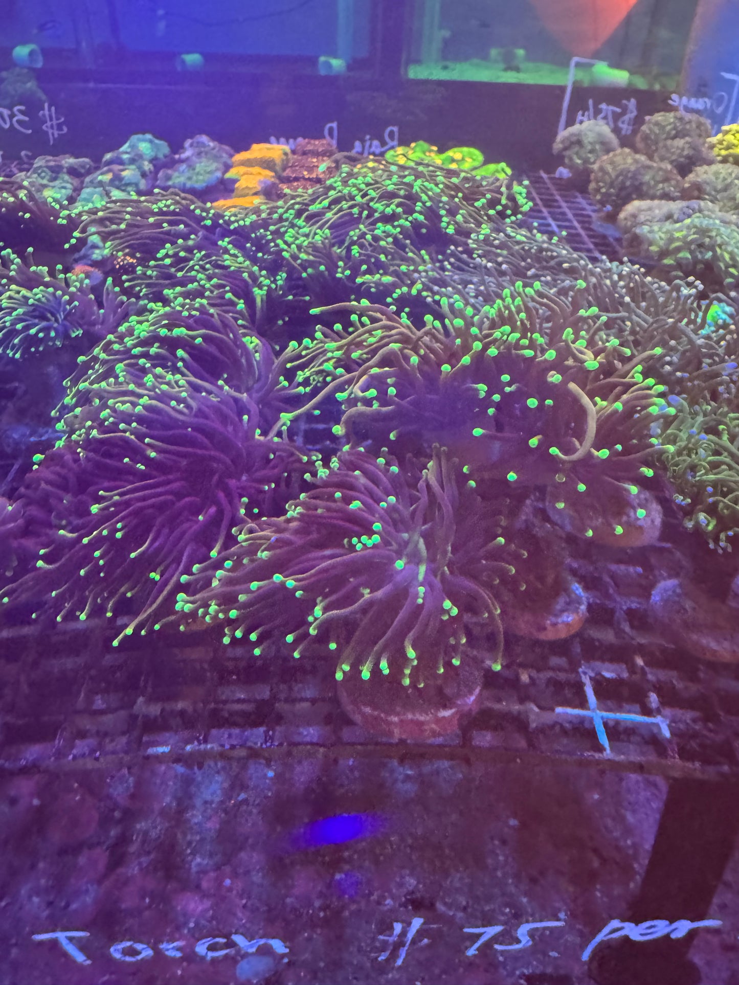 Dragon Soul Torch Coral