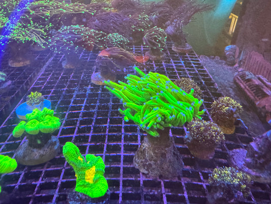 OG 24K HG Torch Coral