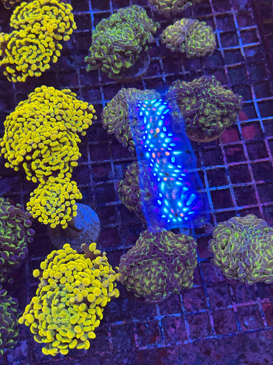 Holo Gram Hammer Coral