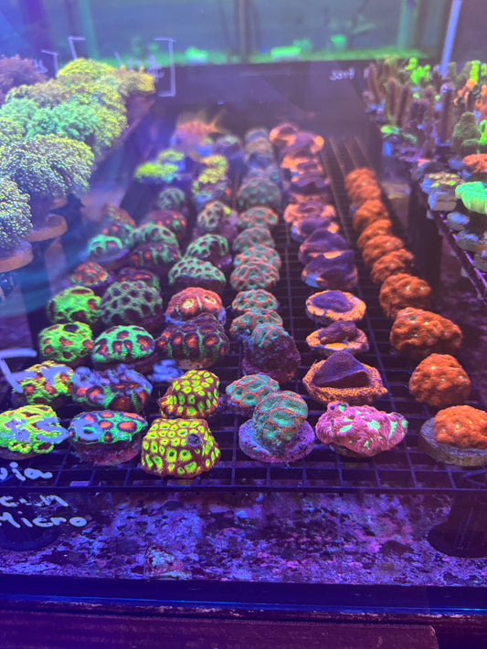Mixed Pack of LPS Coral